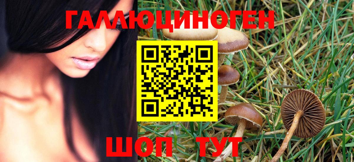Галлюциногенные грибы Psilocybe  Галлюциногенные грибы Psilocybe  Хасавюрт  Вход с VPN 